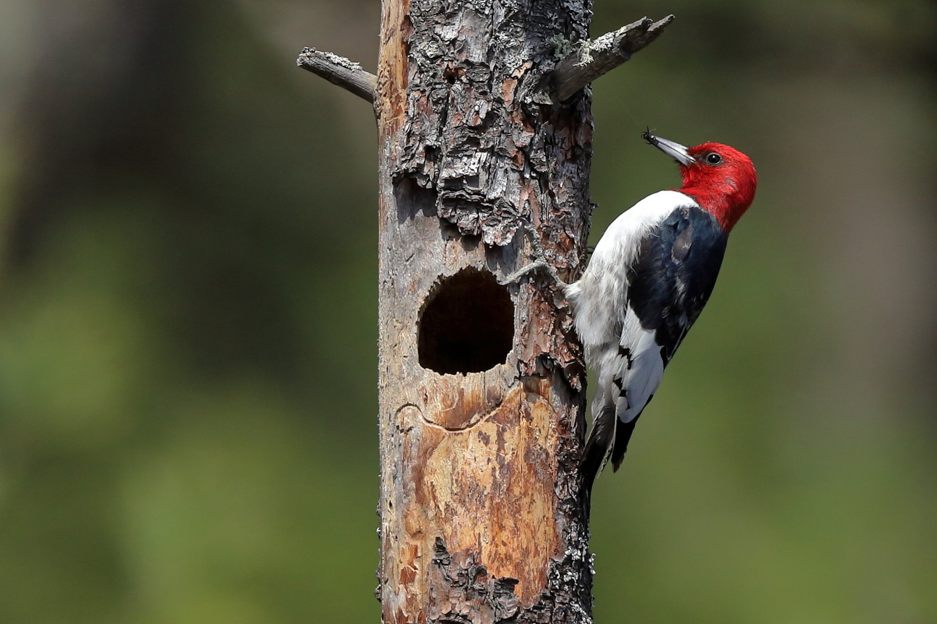Red-headed Woodpecker on tree with insect in beak