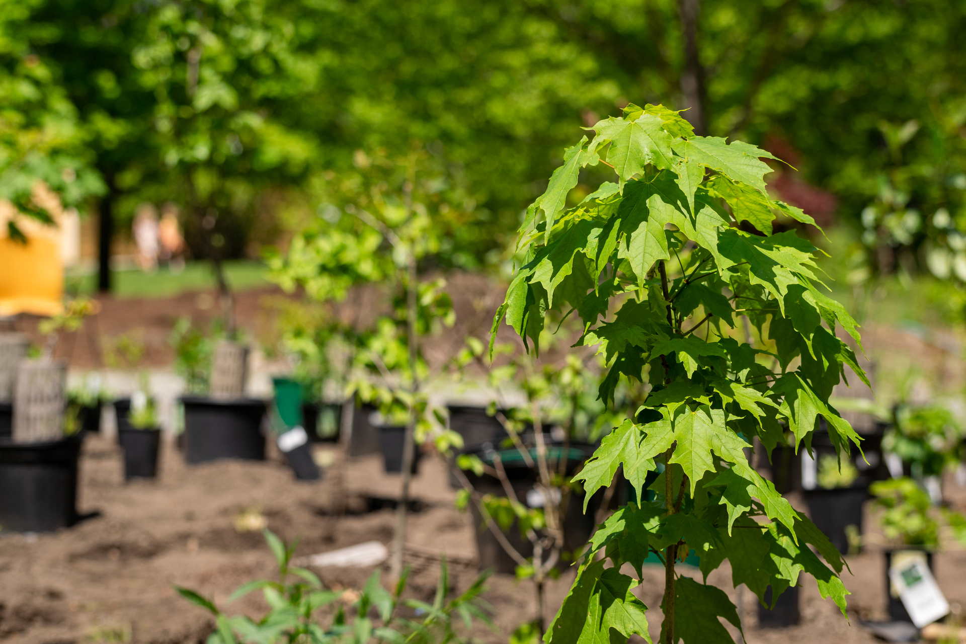 A newly planted tree in the foreground, with other potted plants behind.