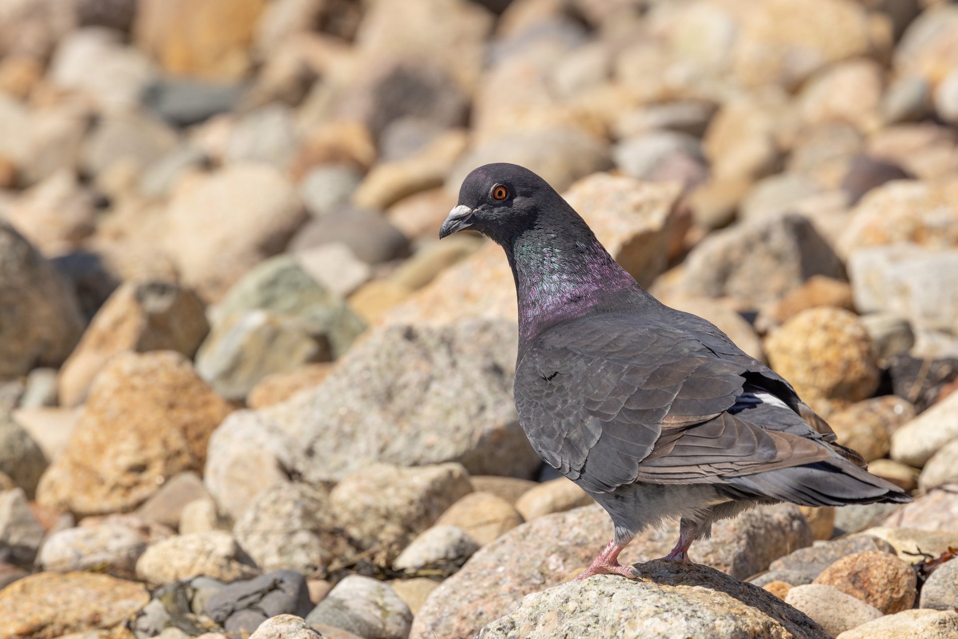 pigeon standing on rocks