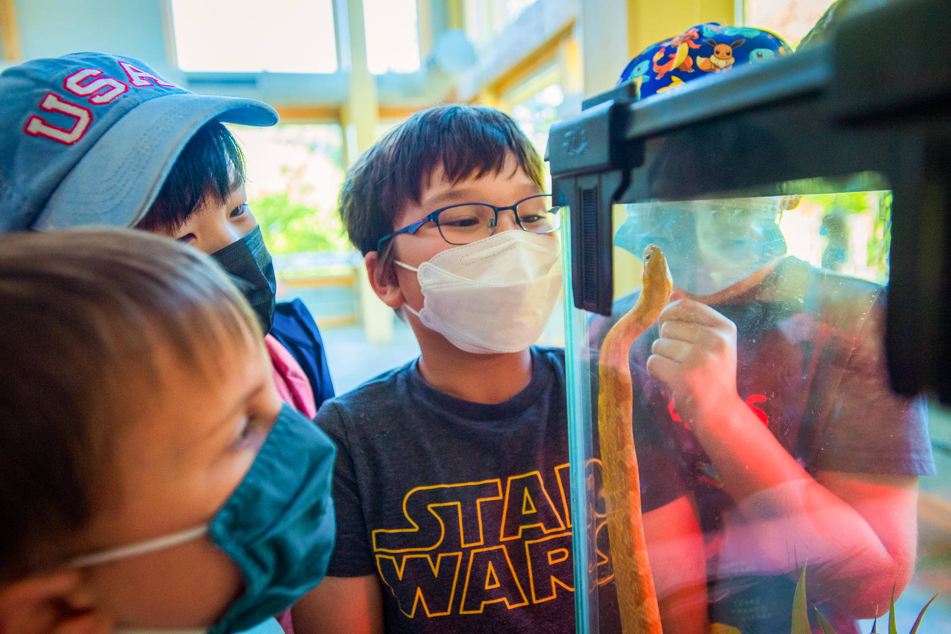Campers at Boston Nature Center Camp wearing face masks get an up-close look at Sammy the Snake as it stretches up the inside of its glass enclosure