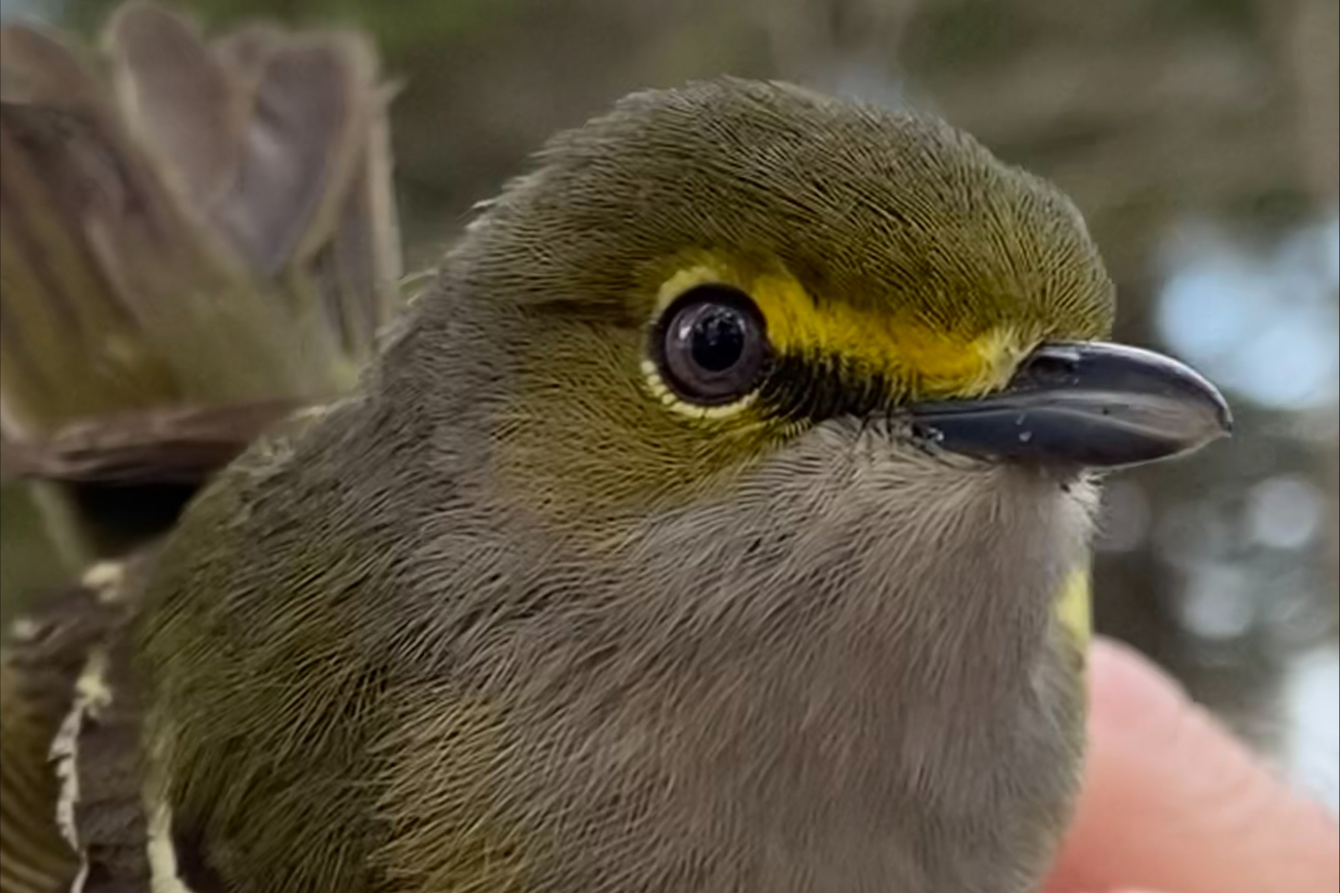 up close image of a White-eyed Vireo