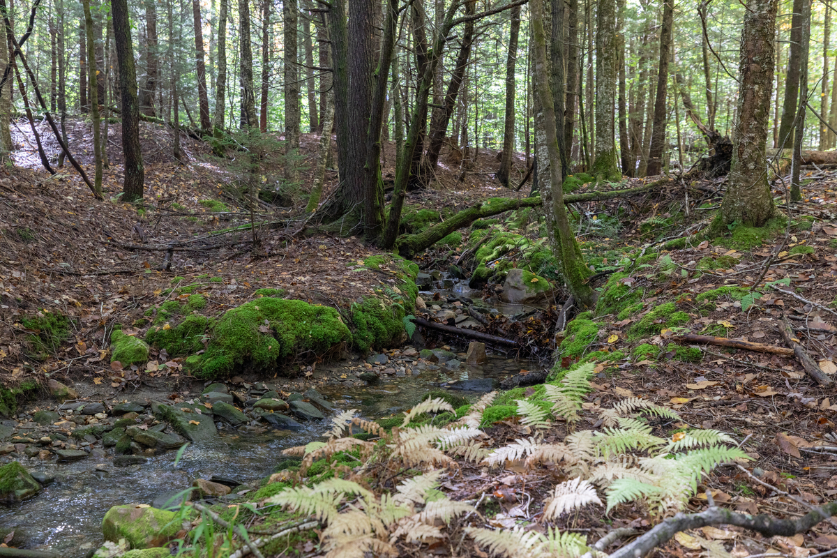 Narrow creek in a forest with mossy and rocky banks.