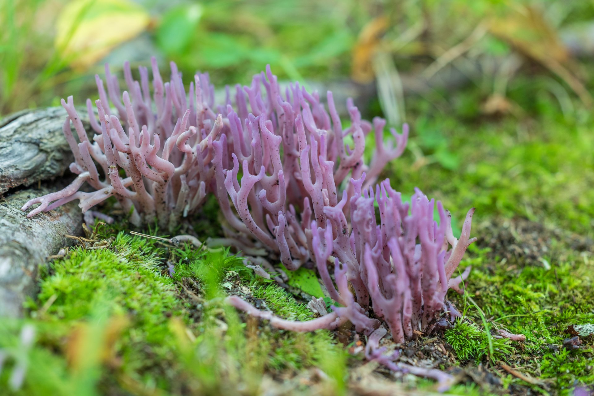 Purple coral-like fungus growing from moss