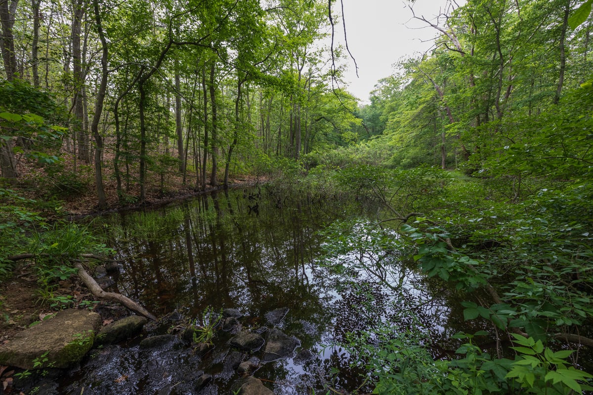 Pond in middle of forest