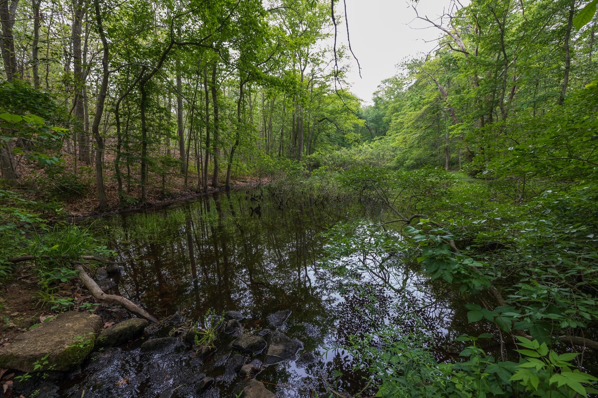 Pond in middle of forest