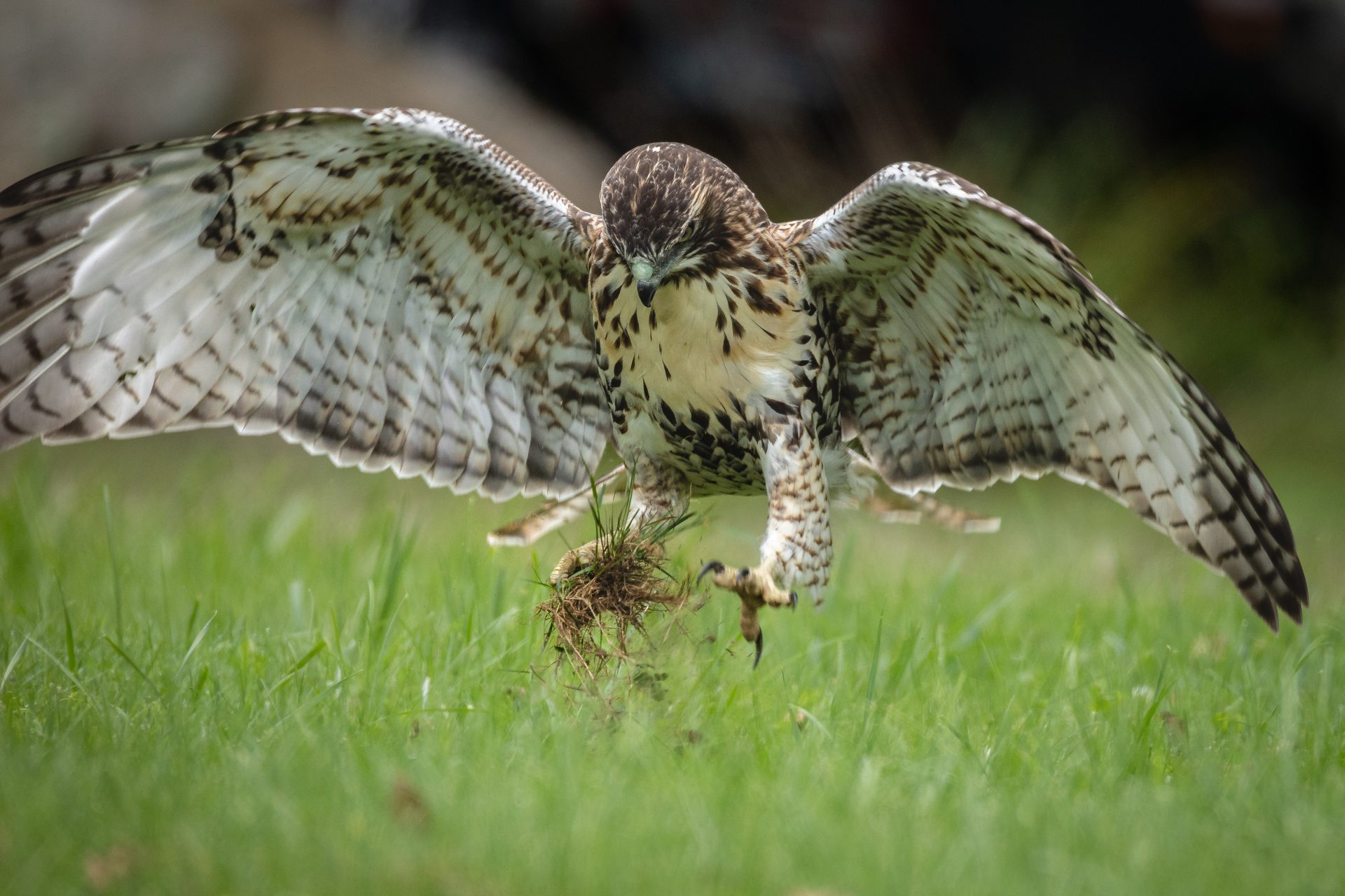 hawk with grass clump in talons