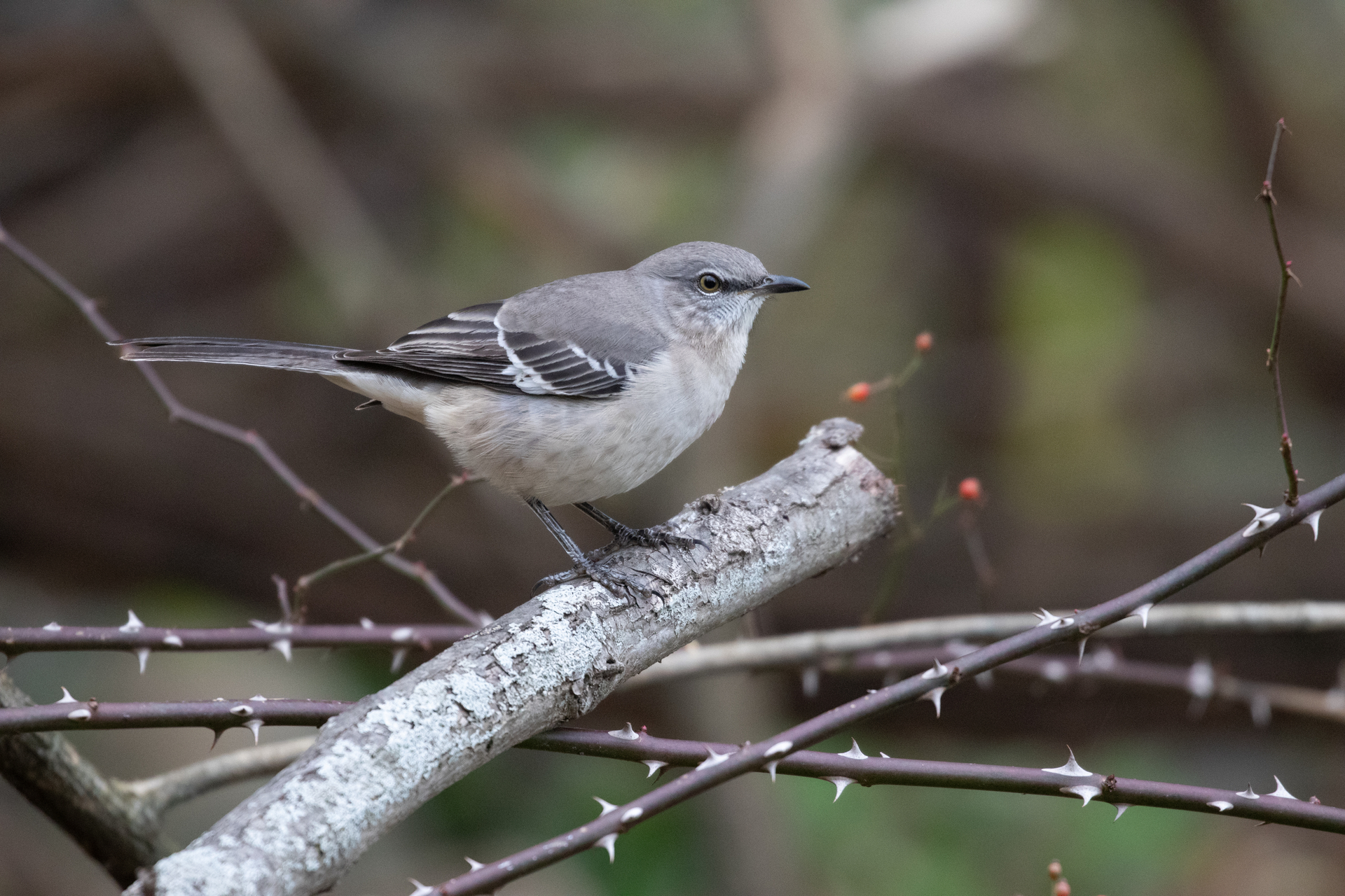 Northern Mockingbird sitting on thorny branches