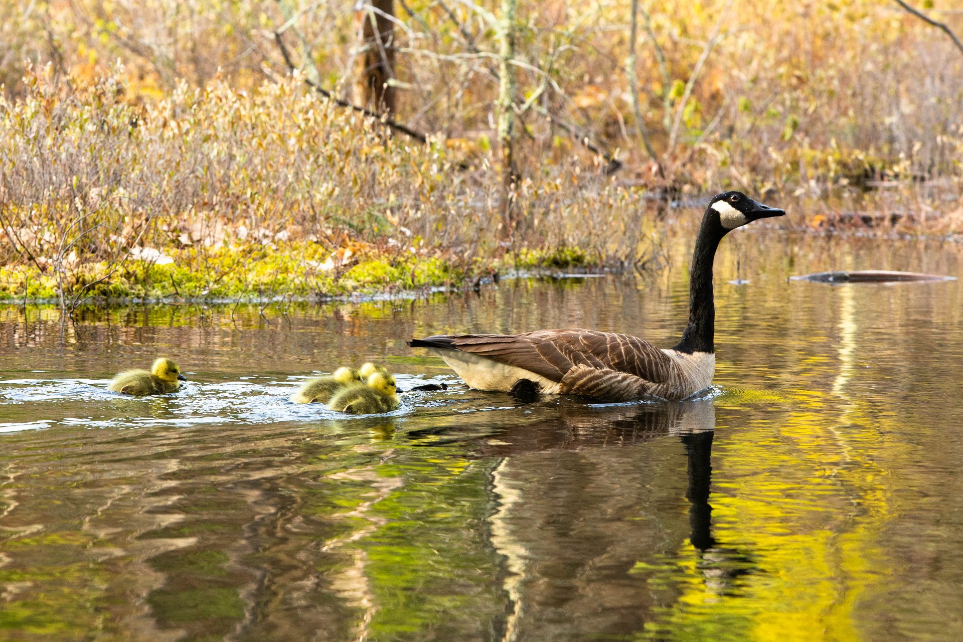 Canada Goose on water with babies following