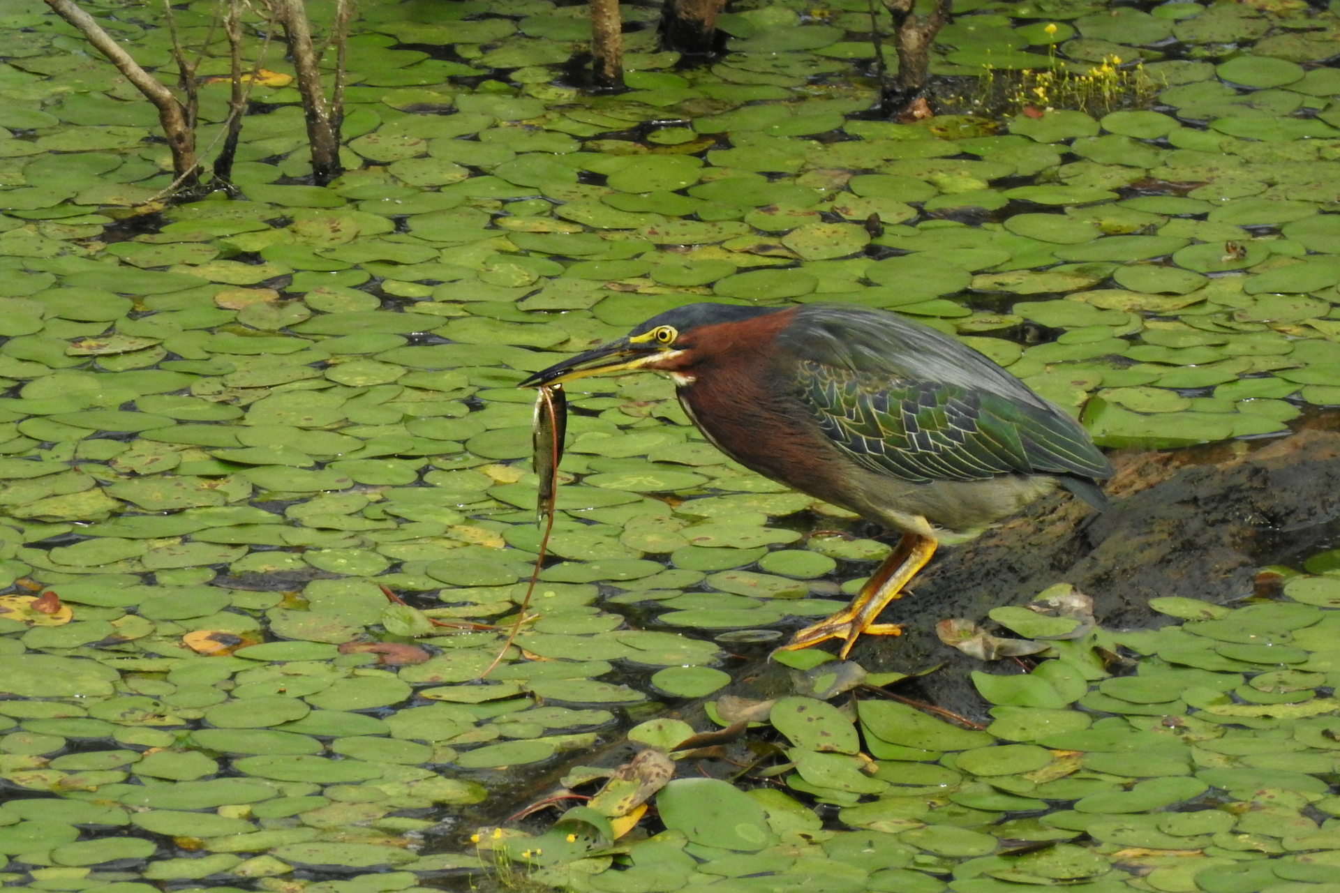 Green Heron perched on a log, surrounded by Lily Pads with a fish in its beak.