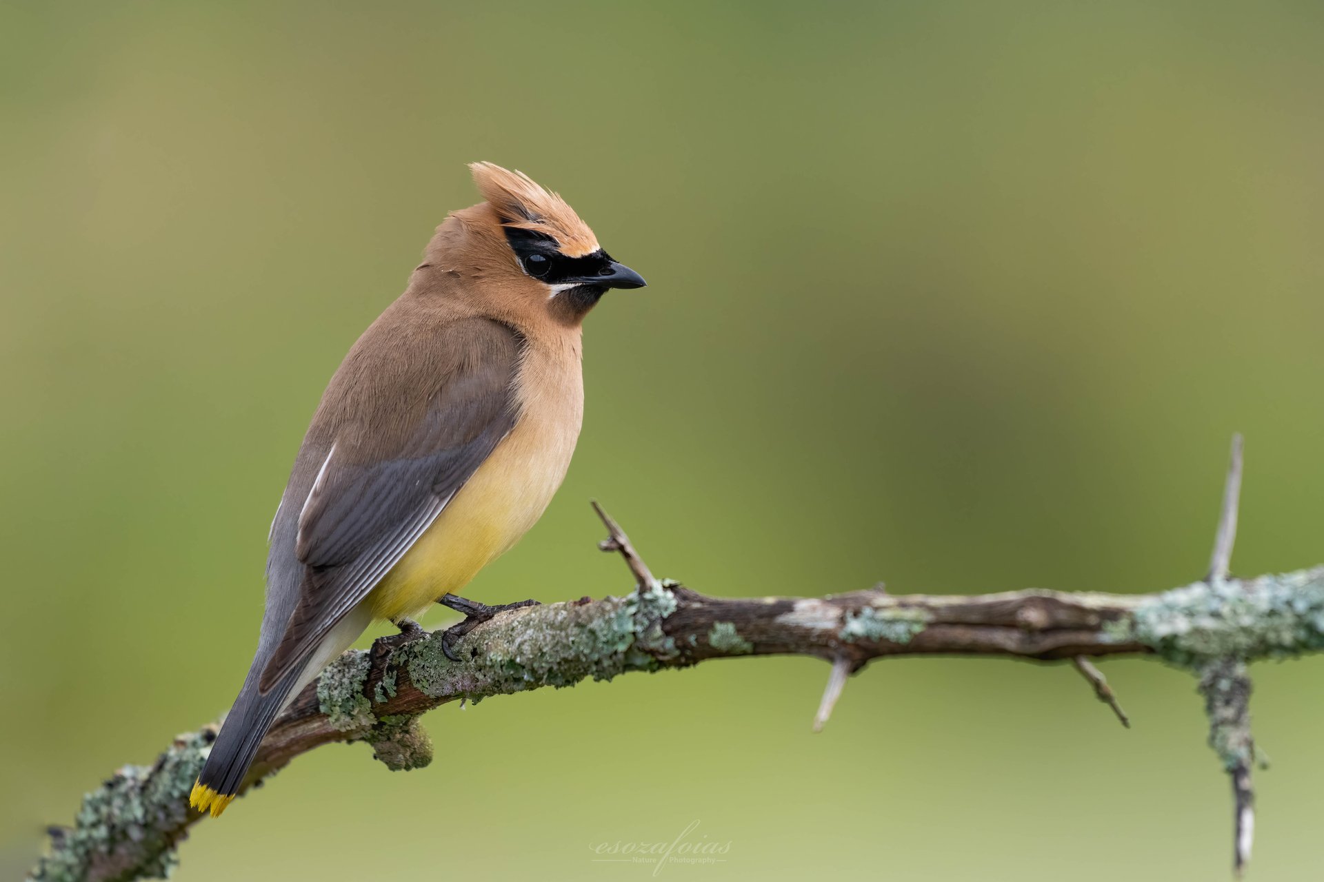 cedar waxwing on branch