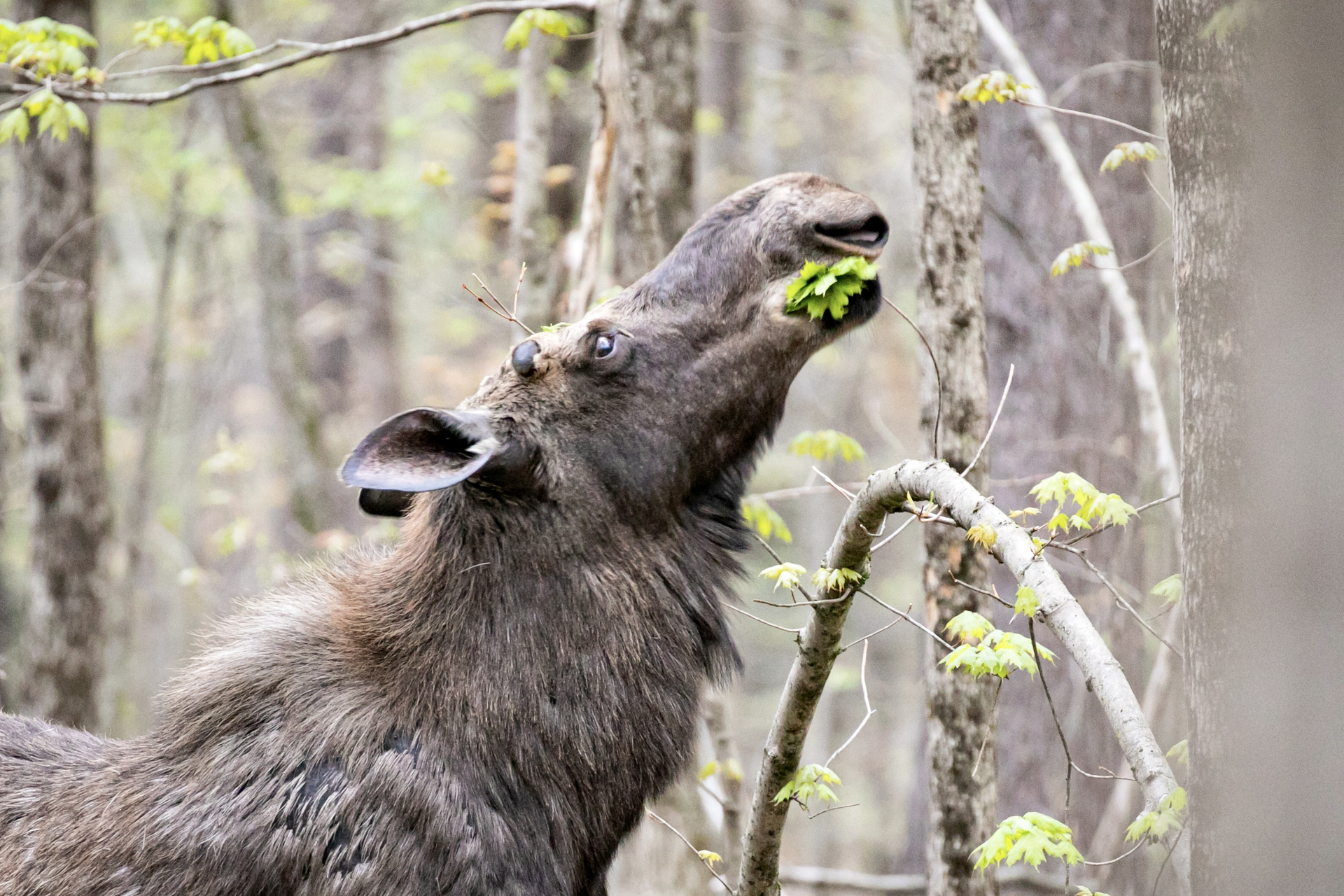 A moose extending its neck upwards eating leaves from a twig.