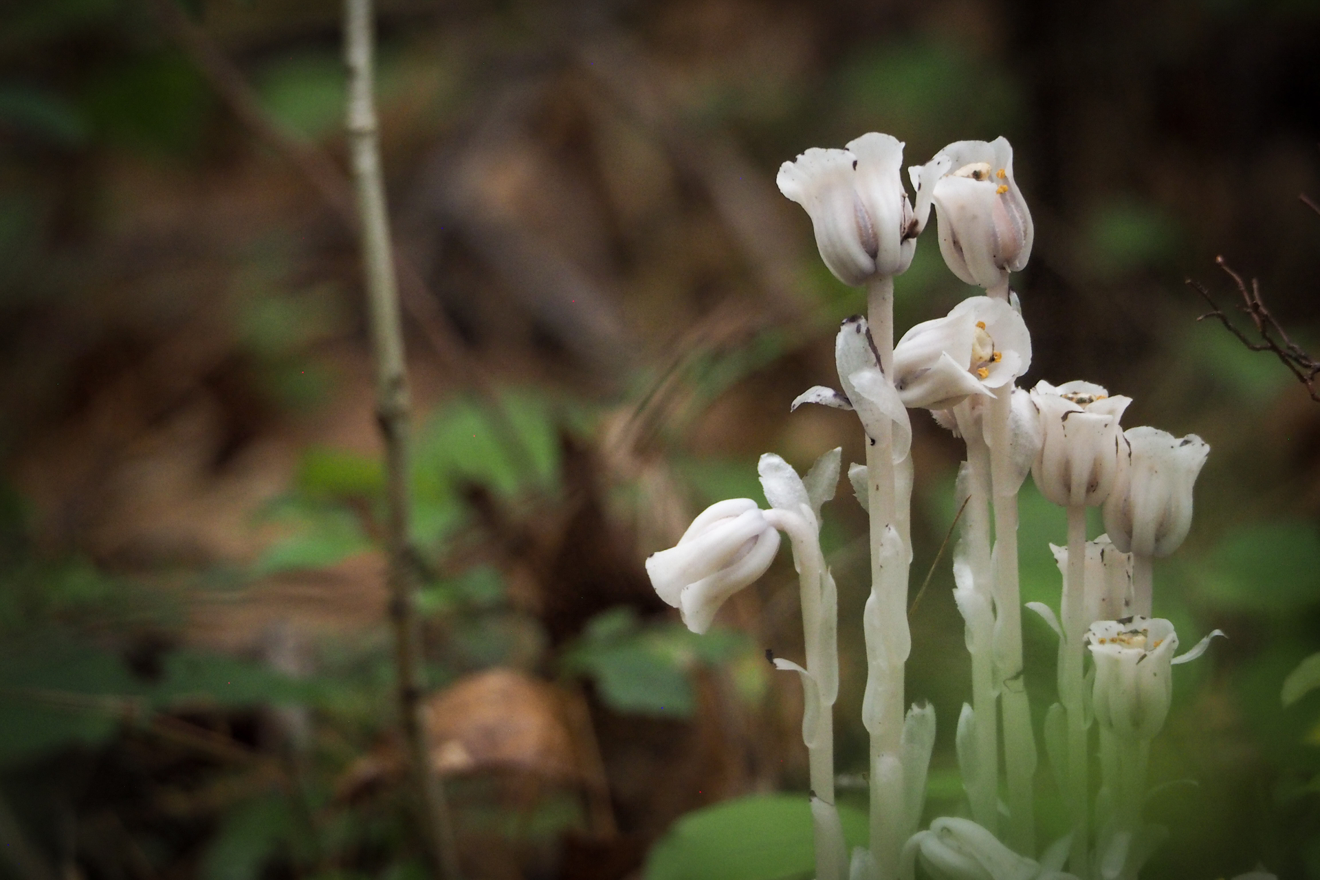 Close up of ghost pipe