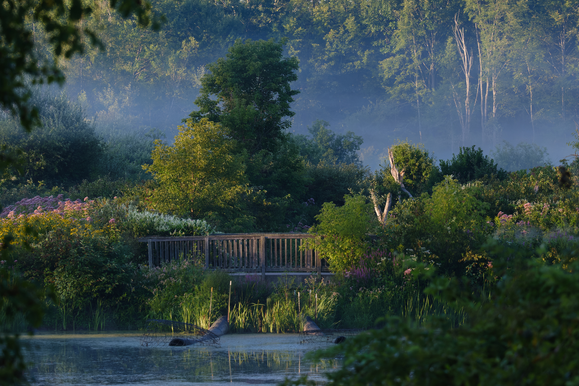 A wooden bridge crosses over a small pond, surrounded by lush, green shrubs and trees.