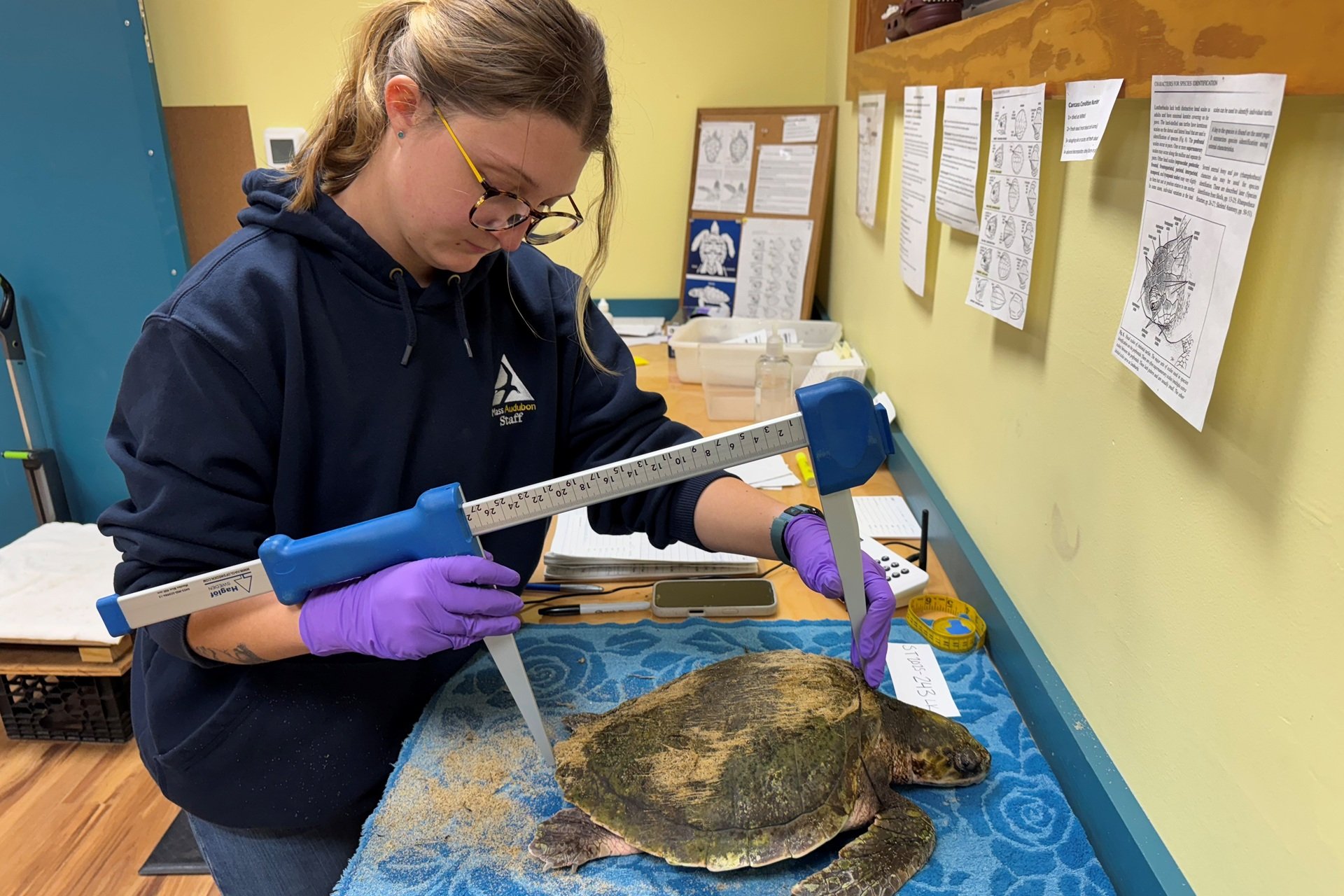 Staff processing and measuring a cold-stunned sea turtle