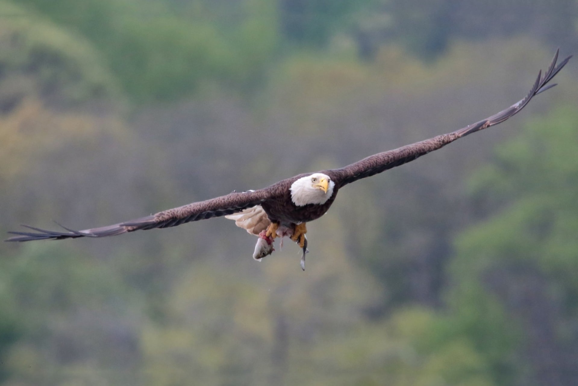 bald eagle flying with fish