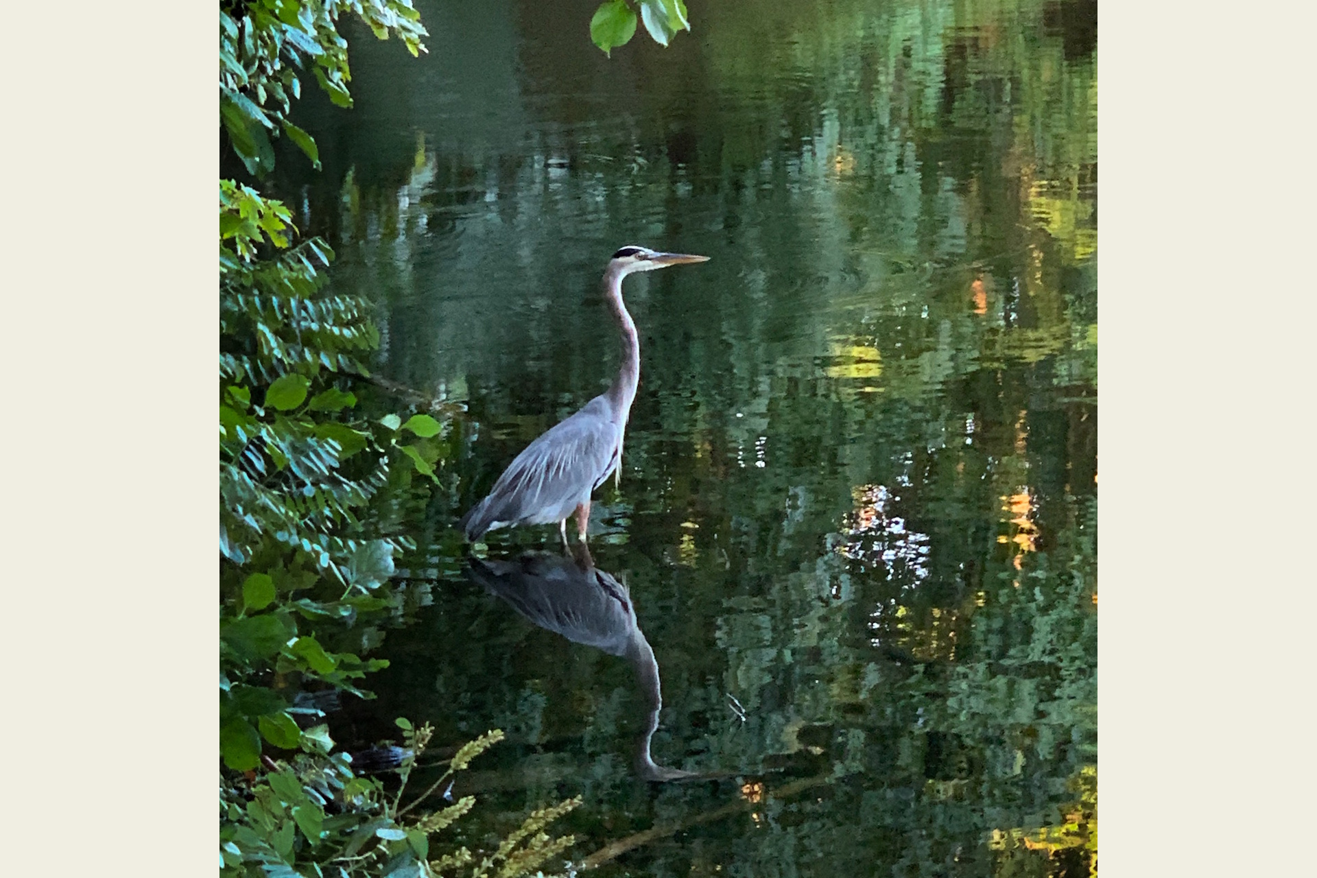 Photograph of a heron in a lake