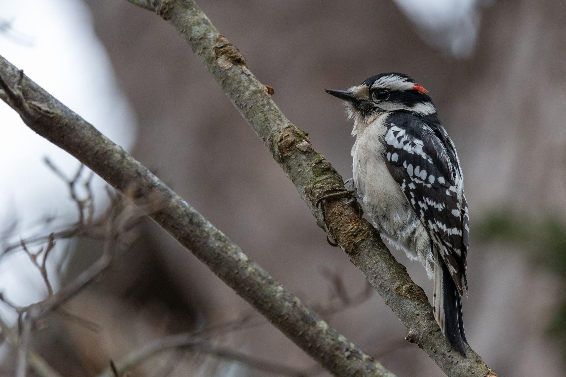Downy Woodpecker perched on branch