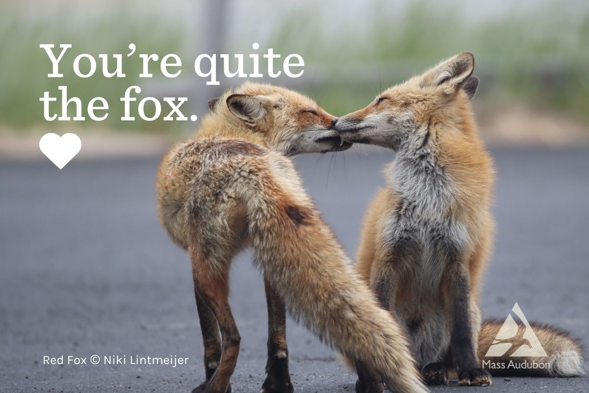 Fox Valentine