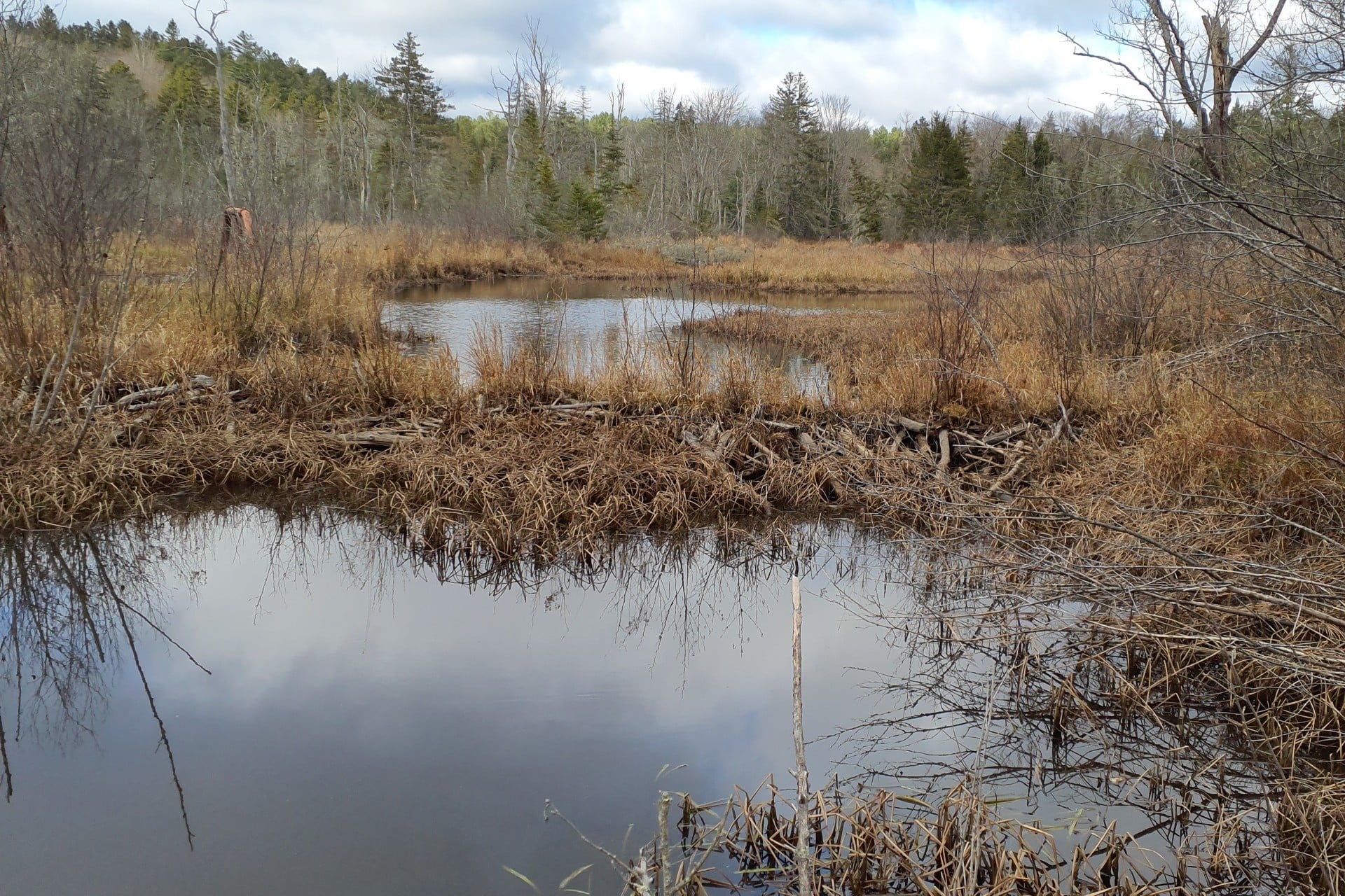 Wetlands in the fall