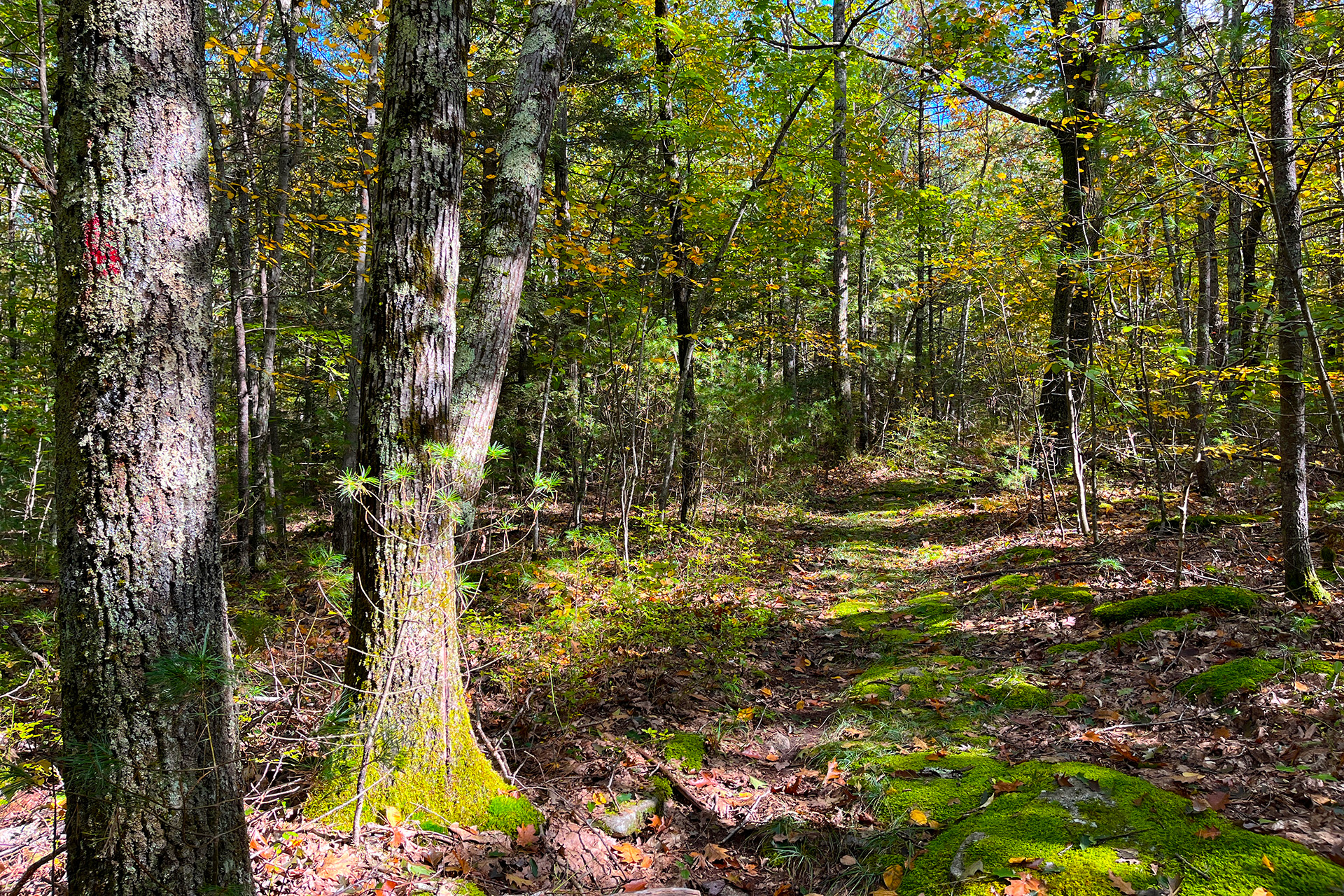 path in woods