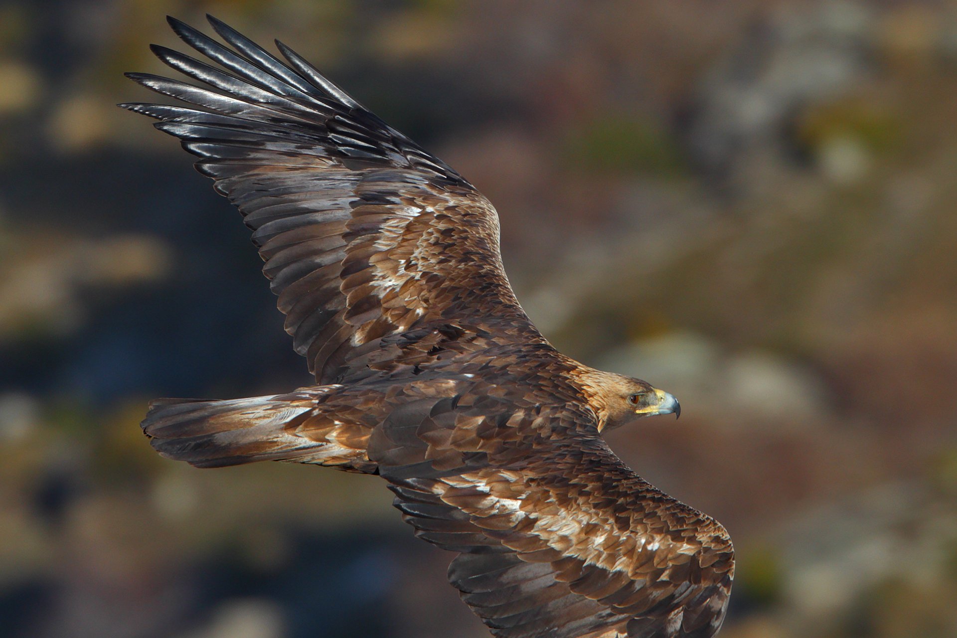 Golden Eagle flying