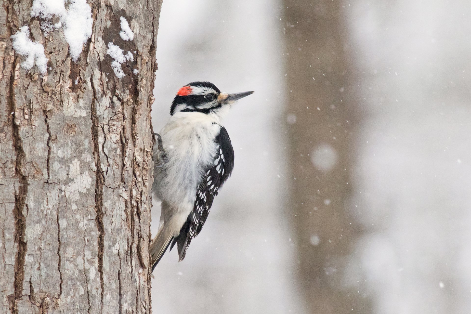Hairy Woodpecker on Tree in Snow
