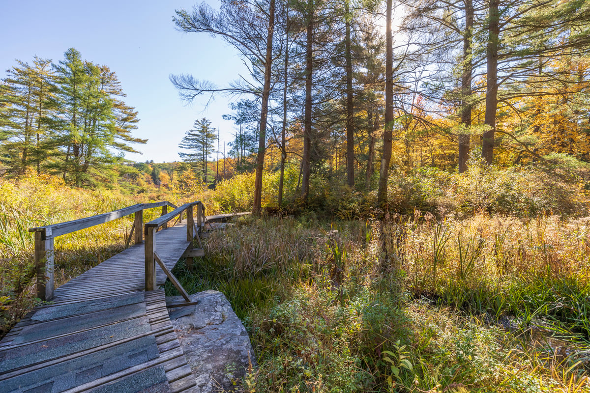 Wooden boardwalk through fall vegetation leading into a bare forest and green pines.