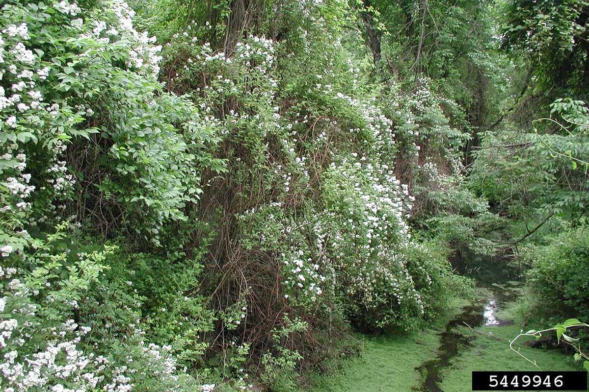 multiflora rose infestation