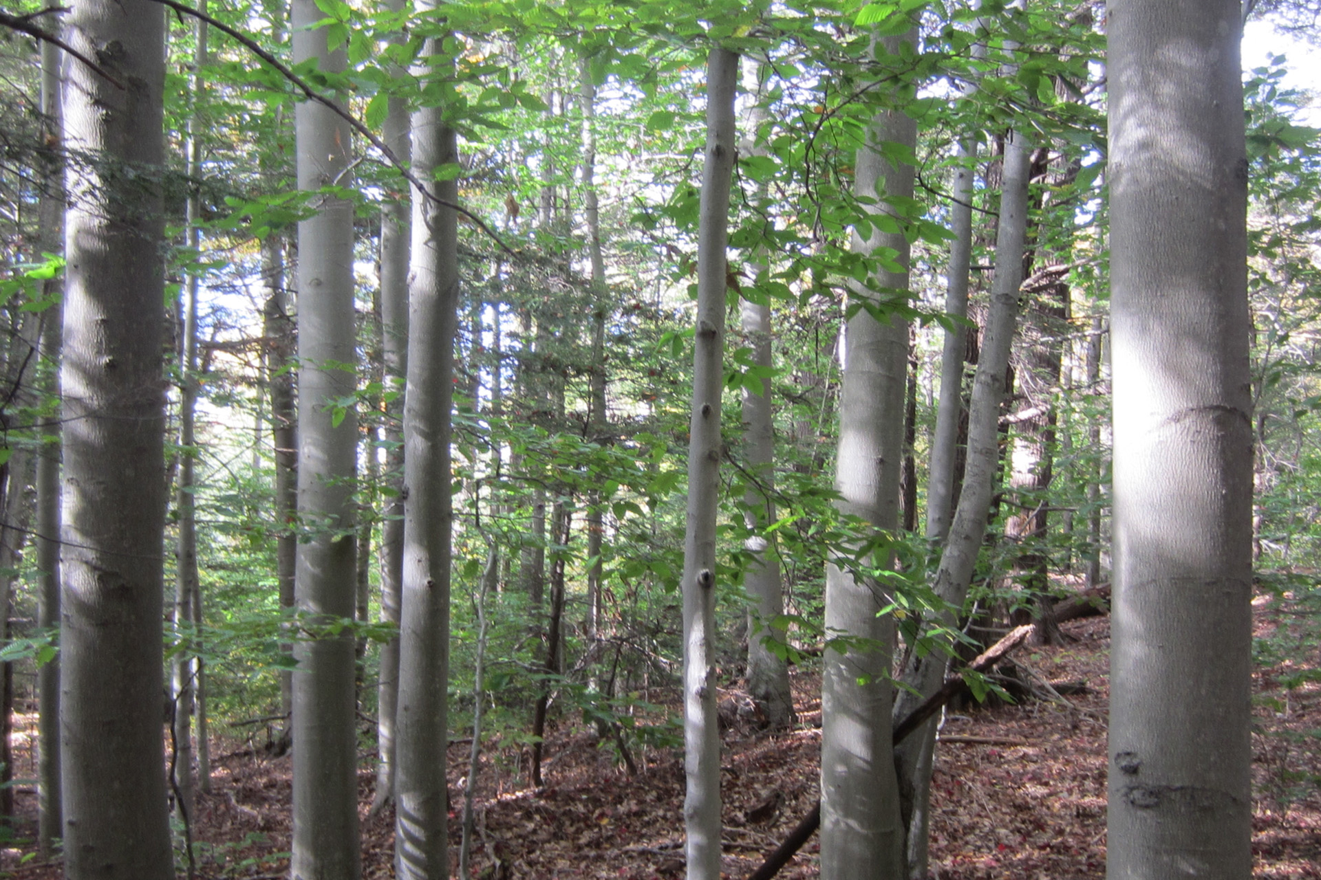 forest of trees at Bedrock Ledge