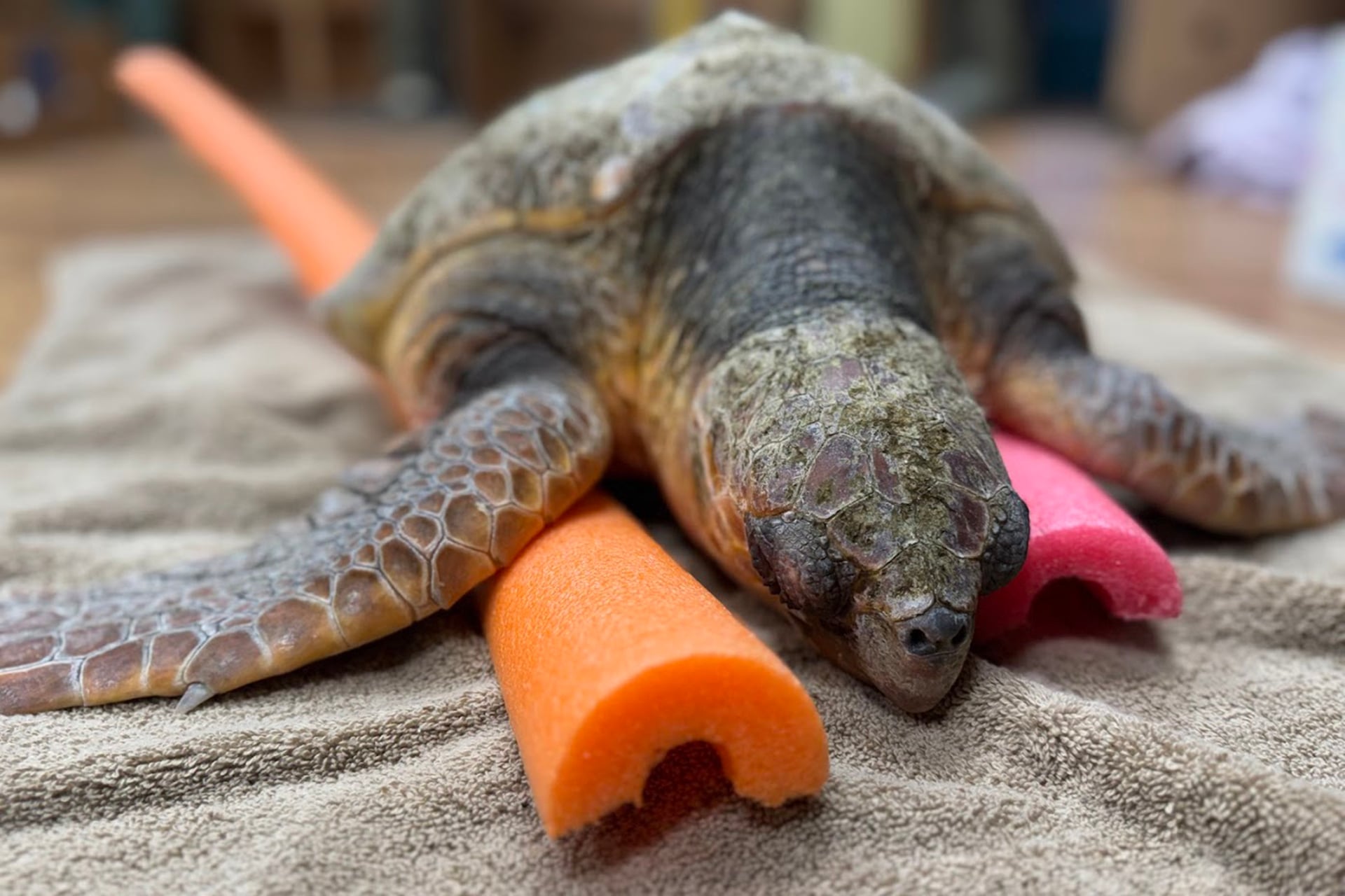 Sea turtle being prepared for transport and inspection