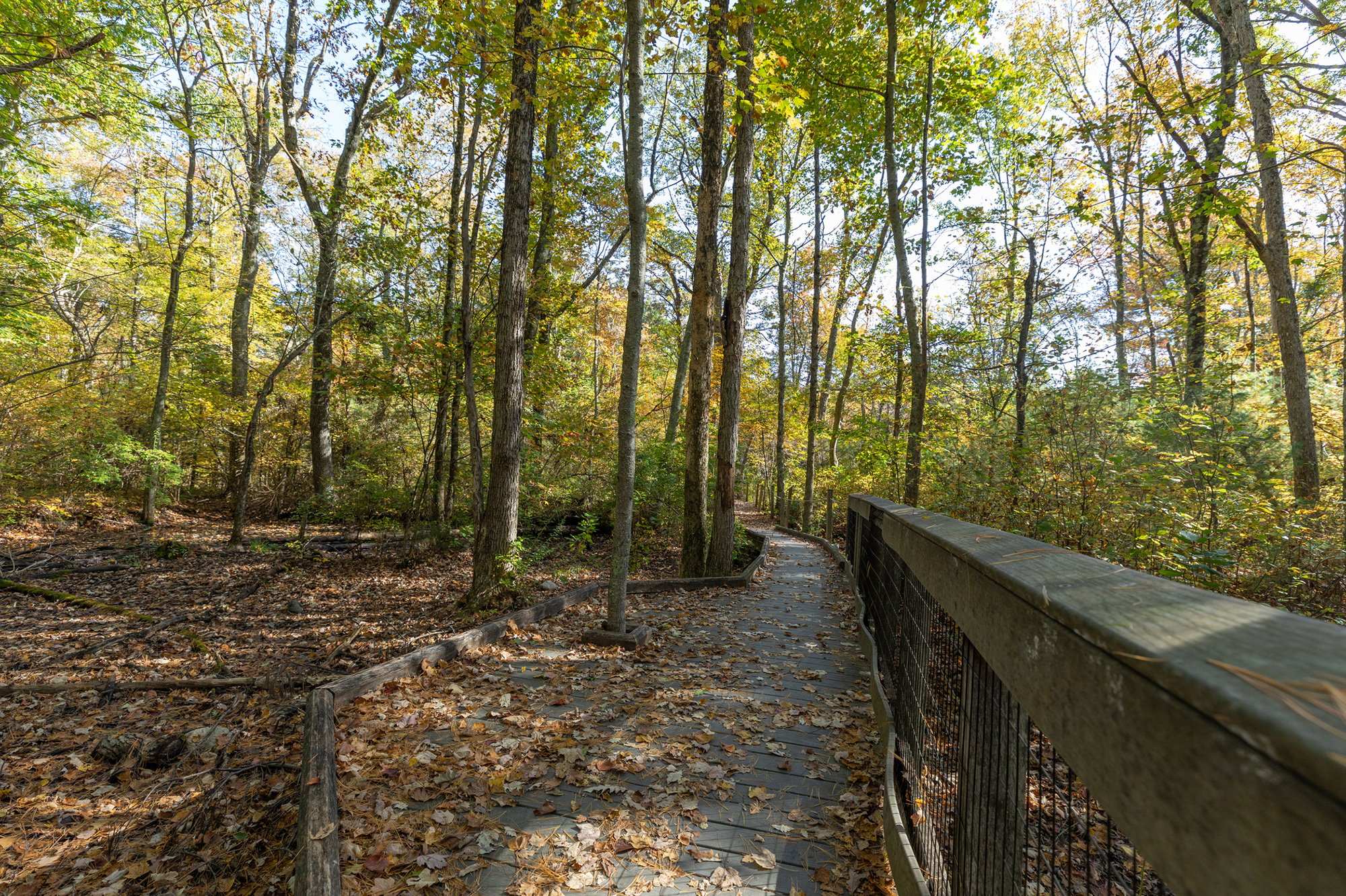 Boardwalk at Attleboro Springs in fall