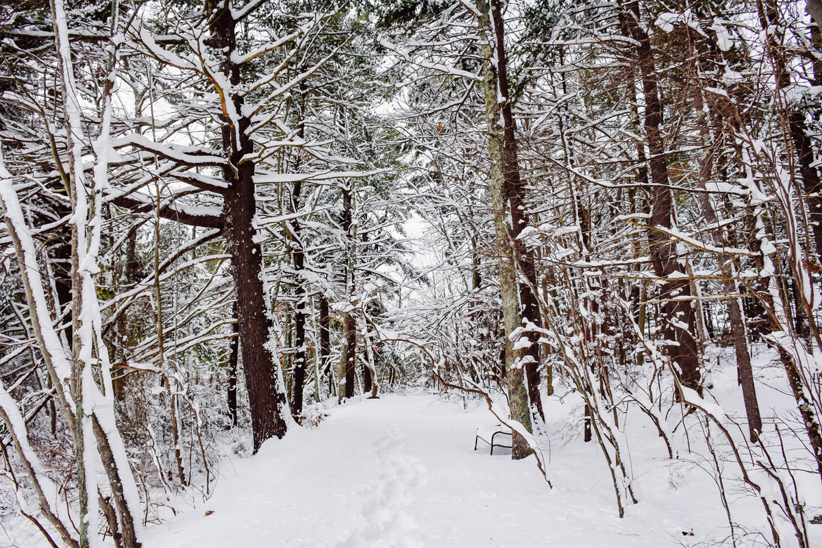 Snowy trail at Stony Brook