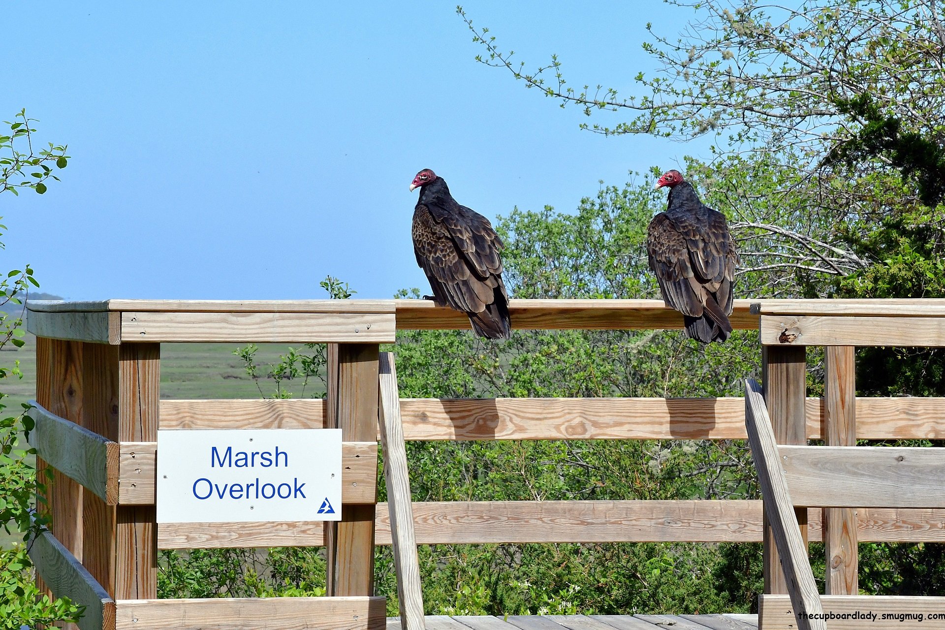 Two Turkey Vultures sit atop the marsh overlook at Barnstable Great Marsh Wildlife Sanctuary.