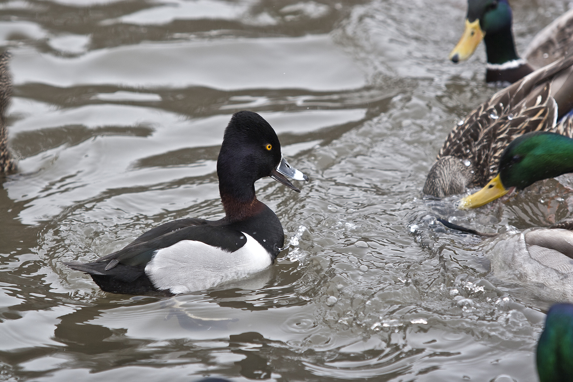 Ring-necked Duck © Lea Fiega