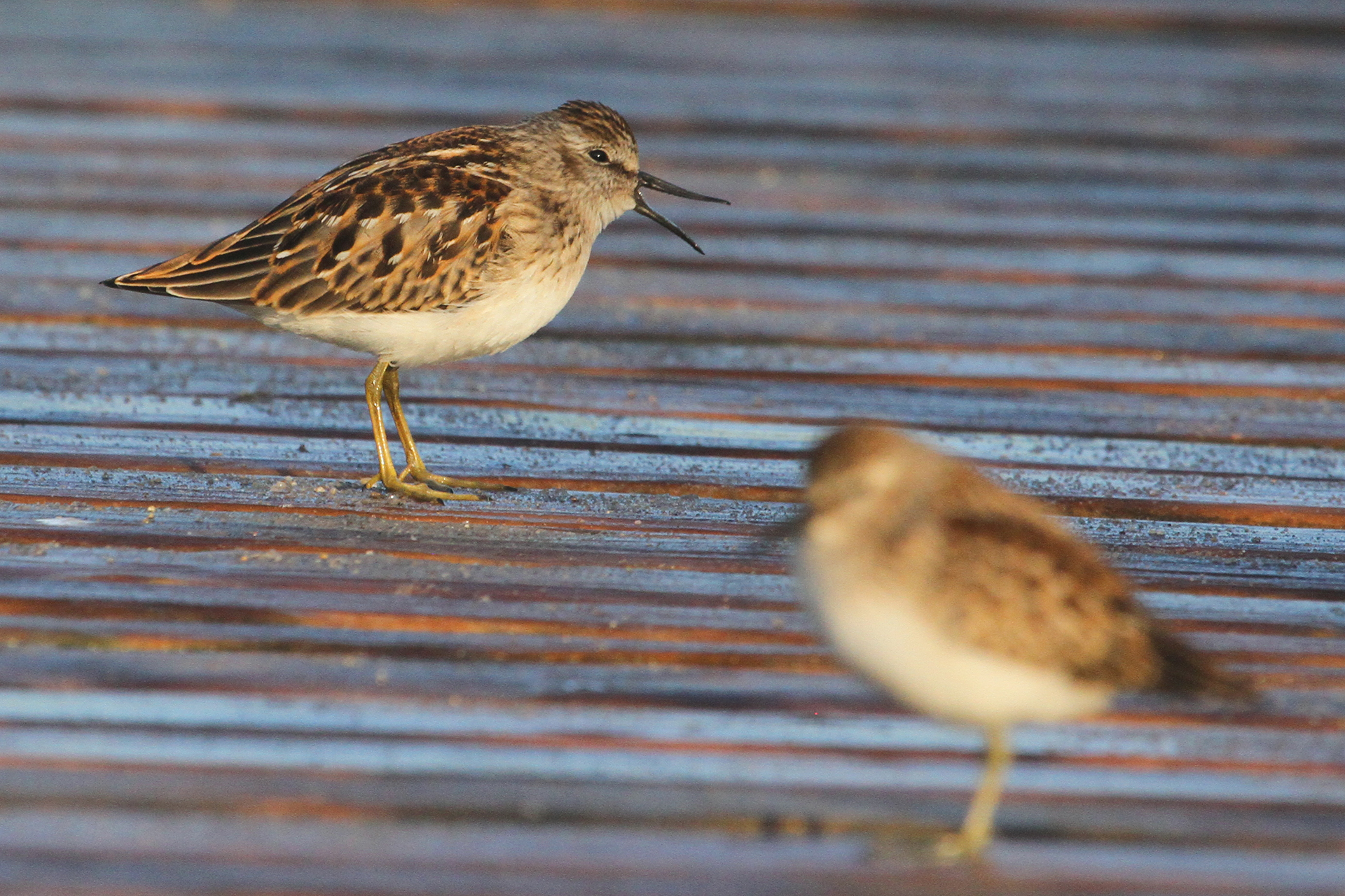 Least Sandpipers on a sand bank with mouth open