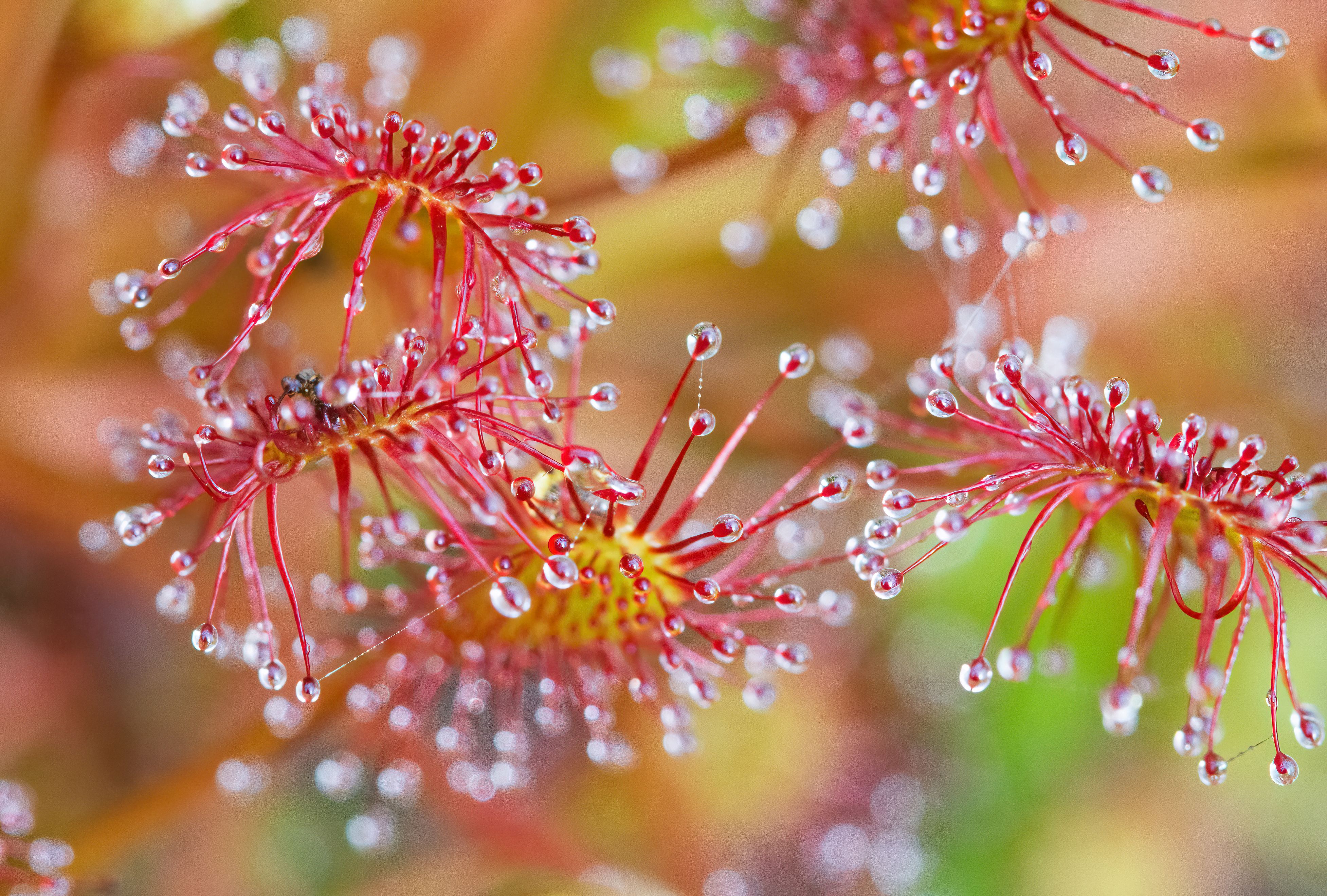 Photo of a Sundew plant by Cheryl Rose
