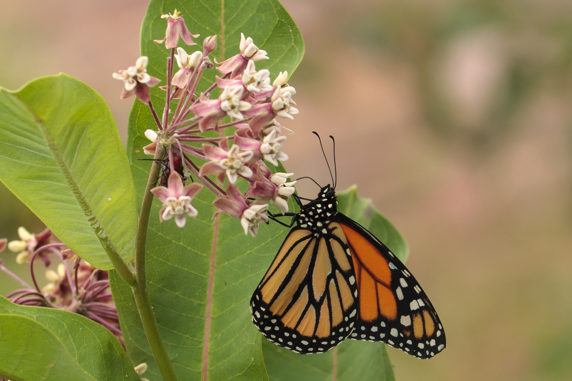 Monarch on milkweed