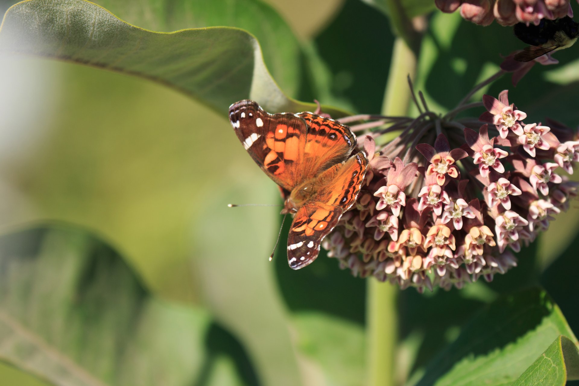 American Lady butterfly on milkweed