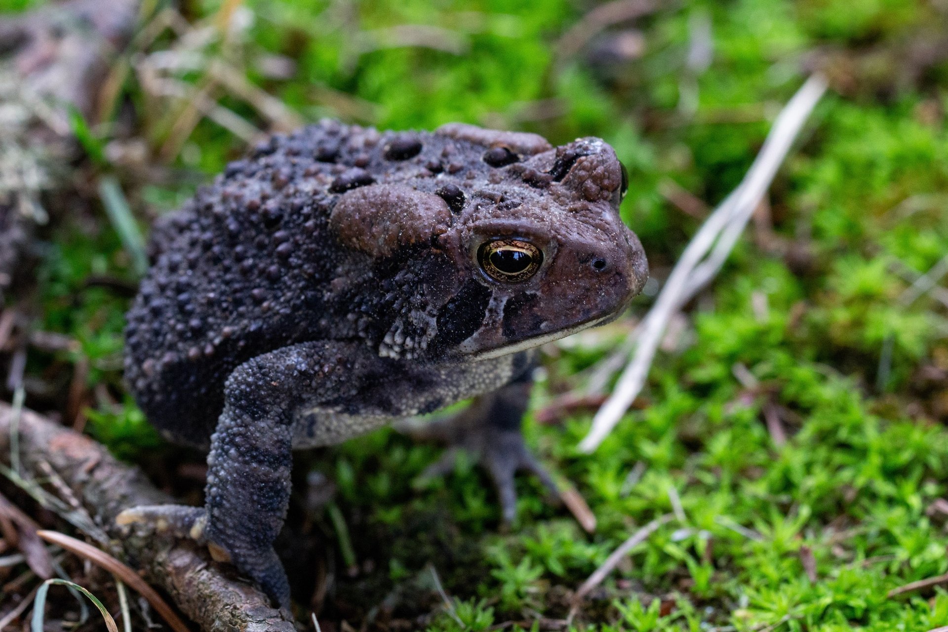 A gray, warty toad grips a twig with one hand while standing on a patch of moss.
