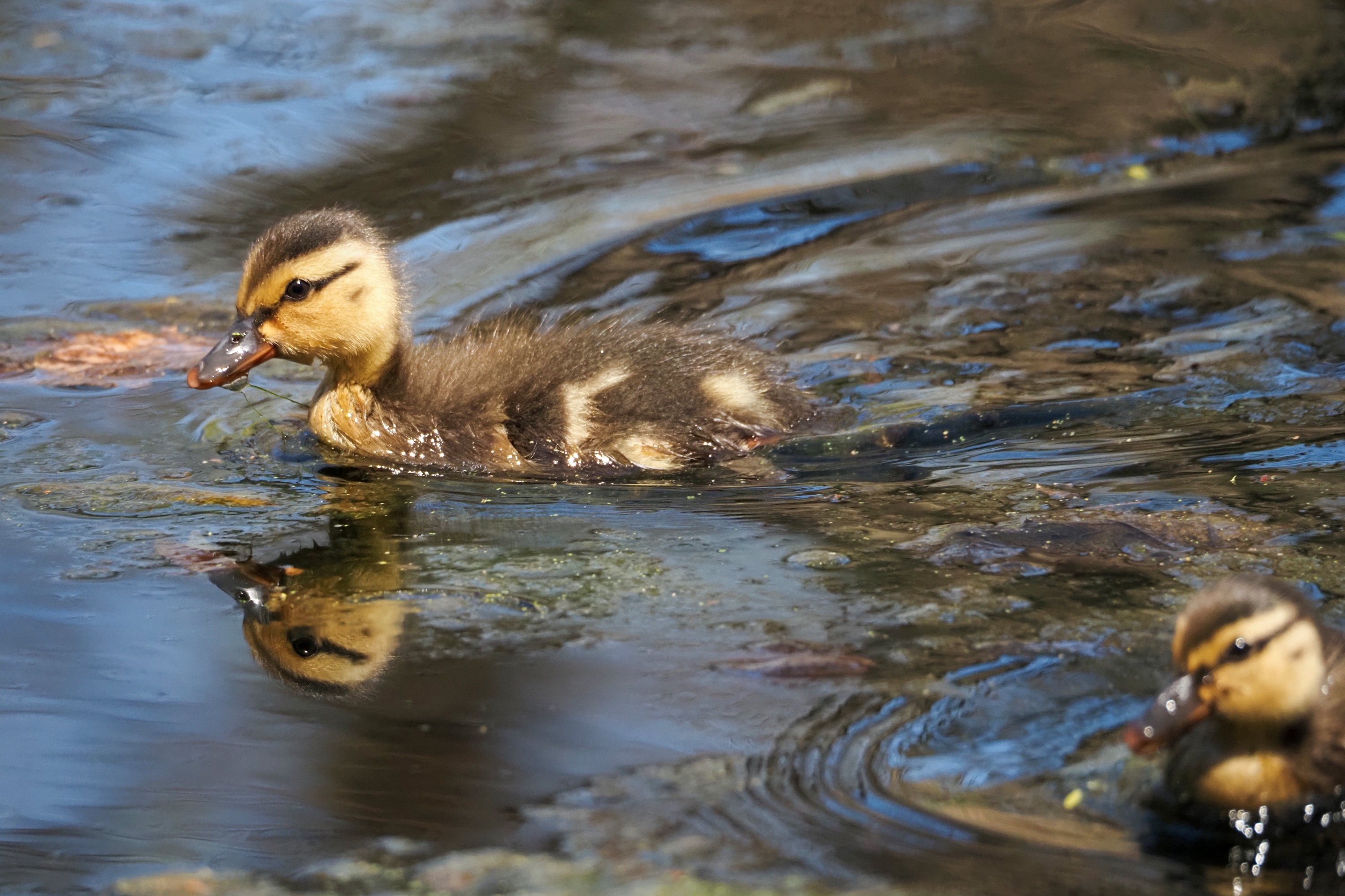 Ducklings at Weeks Pond, Habitat