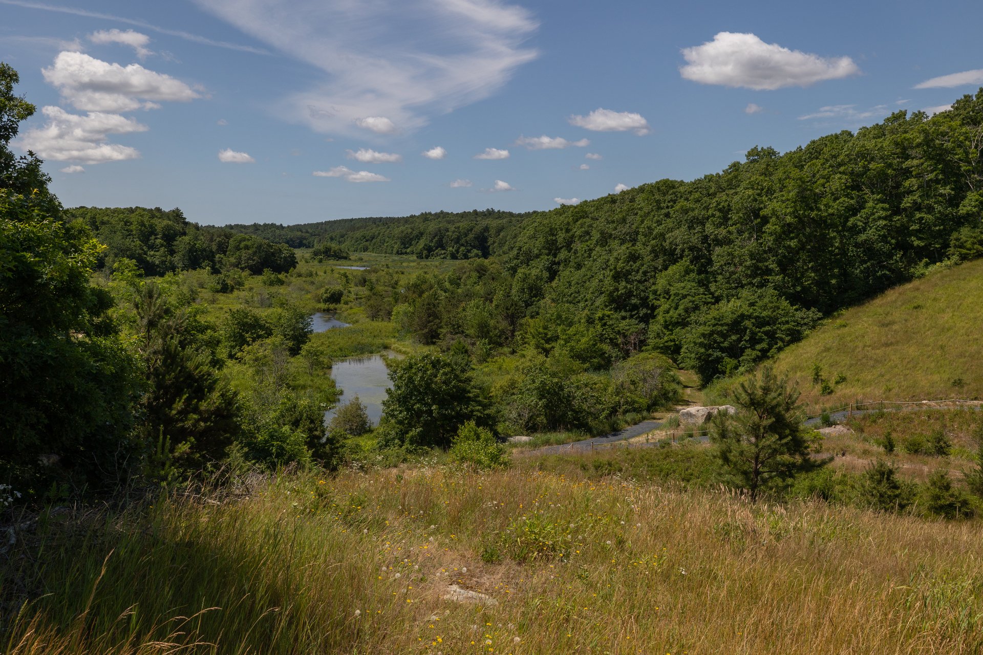 A meadow hillside leading to a dark green forest with water in the center.