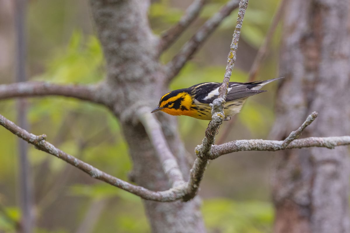Bird with a bright yellow-orange face with black streaks and a black backside.