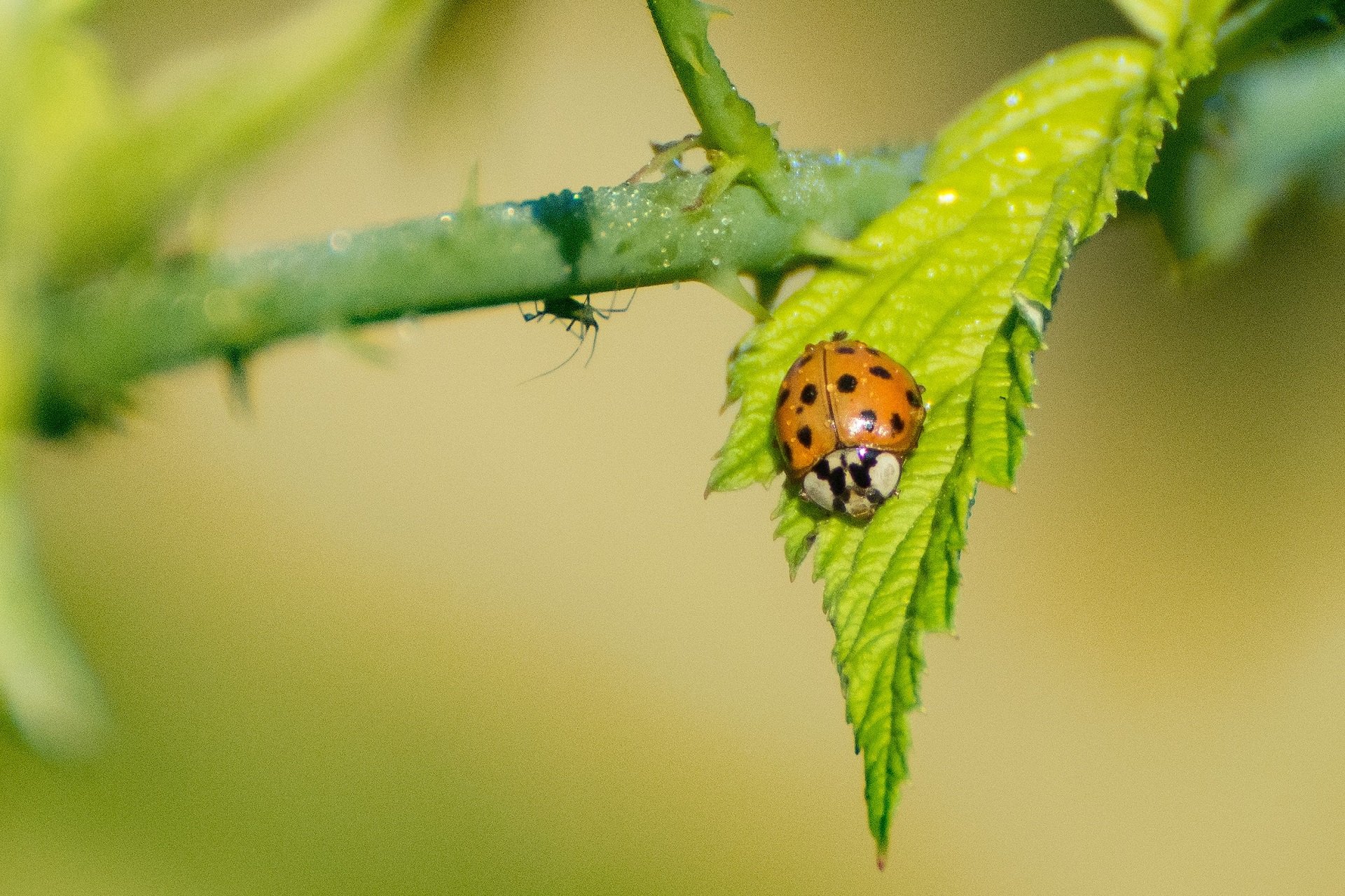A ladybug dangles on a bright green leaf.