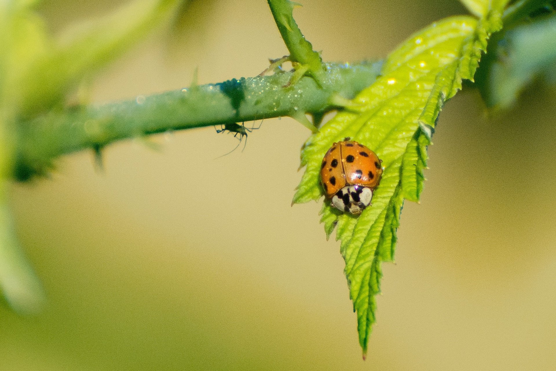 Ladybugs