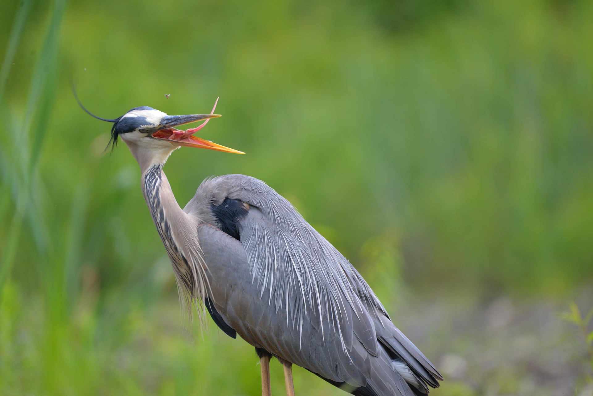 Great Blue Heron making funny face