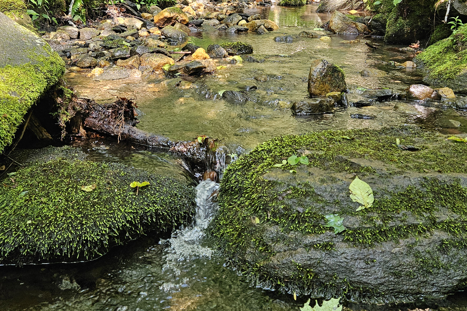 Small stream running between mossy rocks