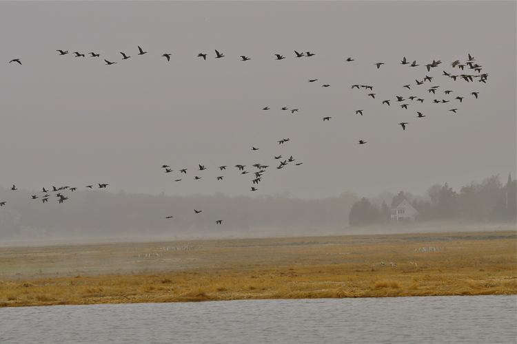 Dozens of birds flying in a V-formation over a salt marsh on a gray, foggy day.