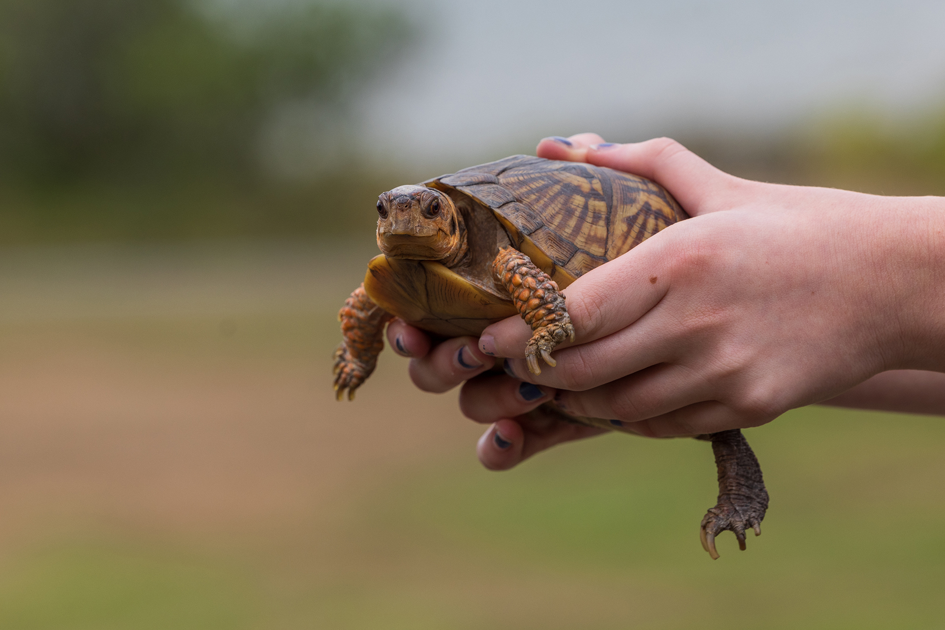 Box Turtle in Hands