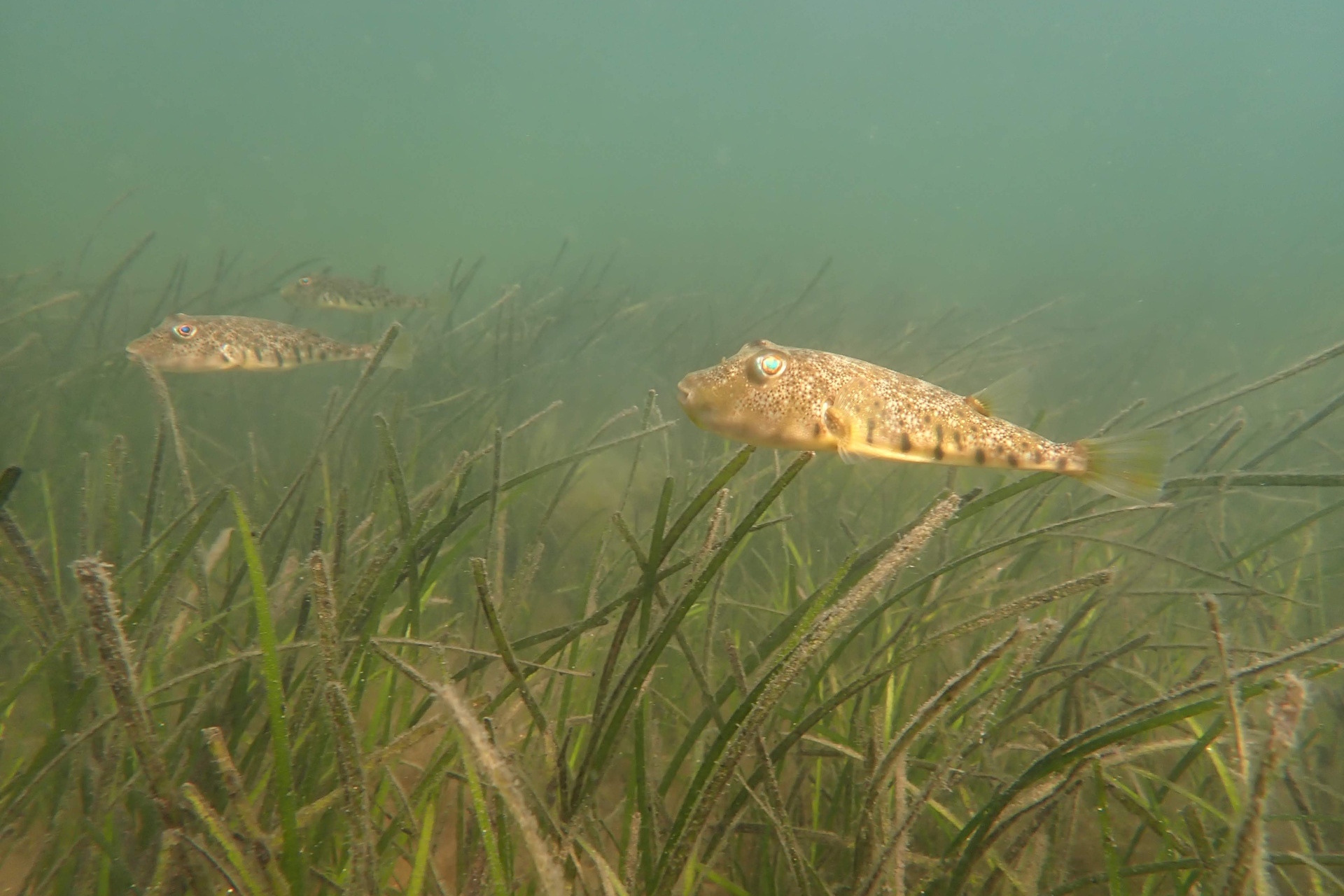 Fish swimming through seagrass &copy; Dr. Agnes Mittermayr