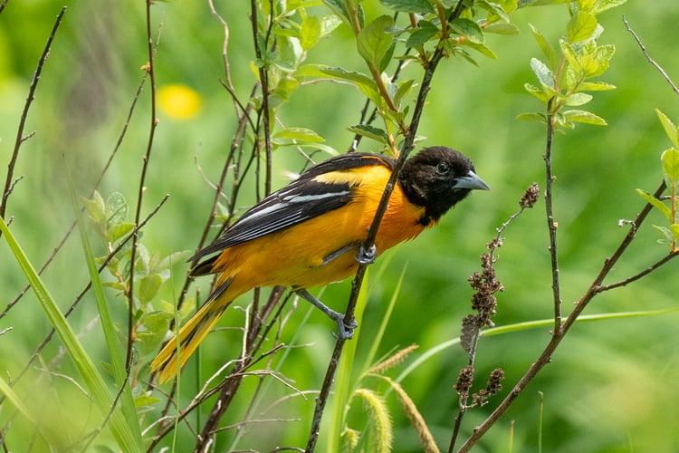 orange and black bird on twig
